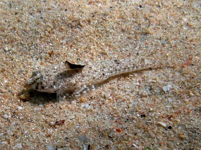 Callionymus pusillus